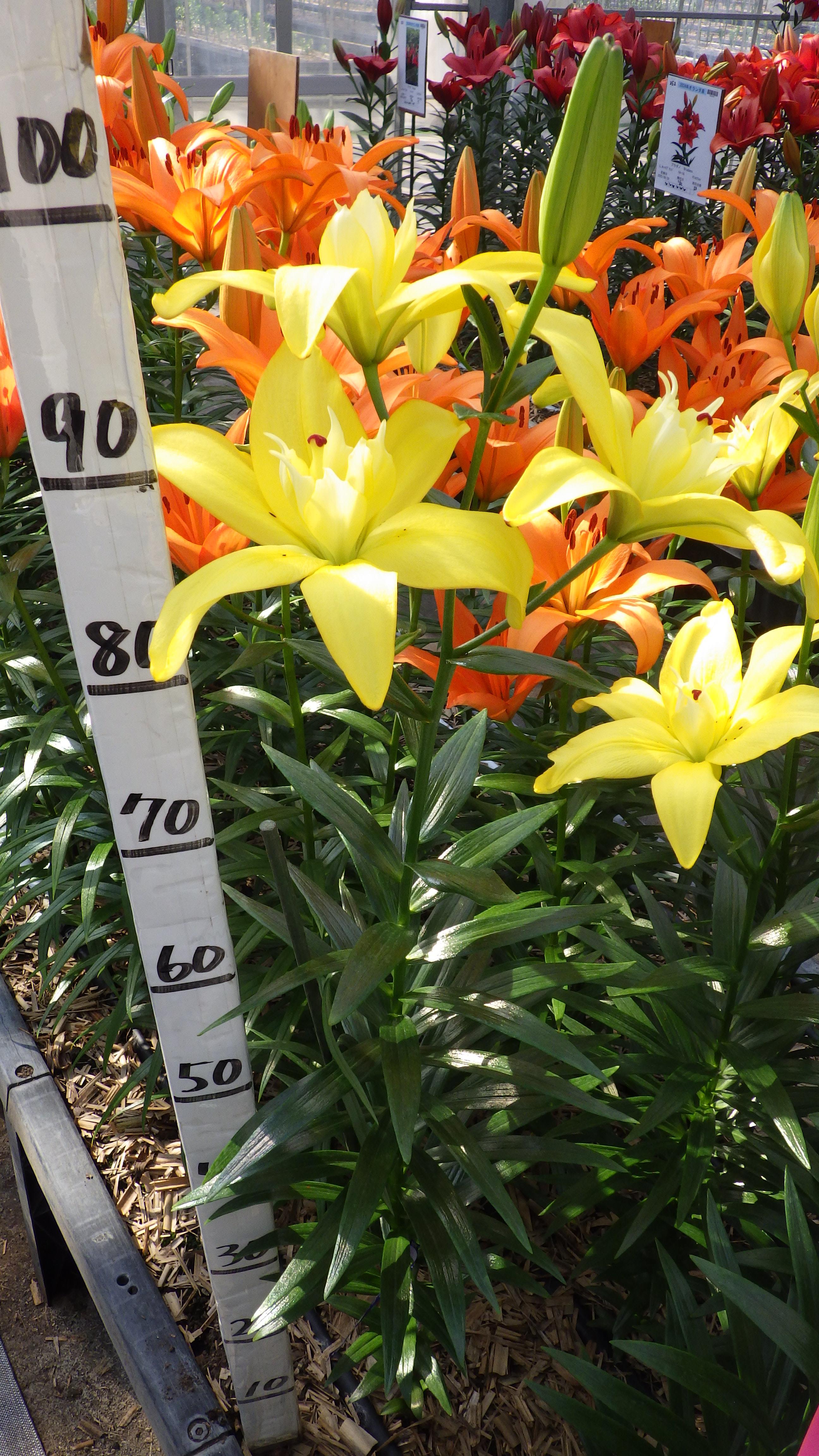 クロスコート(花粉無し)(BFﾙﾅ)